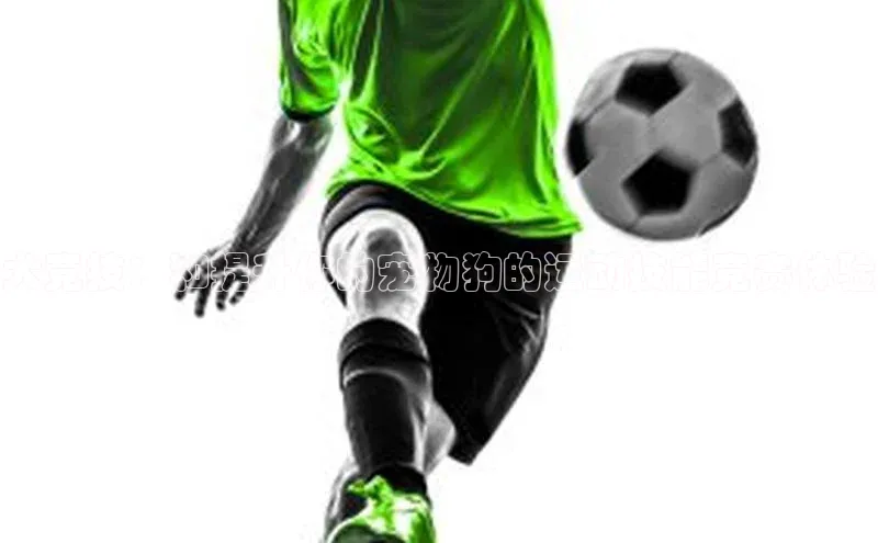 犬竞技：和提升你的宠物狗的运动技能竞赛体验